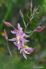 Cyanella lutea rosea