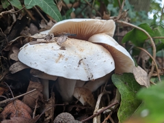 Calocybe gambosa
