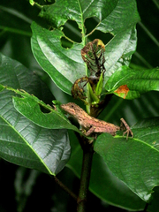 Diploderma swinhonis