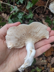 Calocybe gambosa