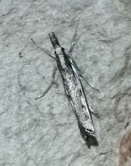 Catoptria staudingeri