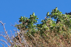 Psilopsiagon aurifrons