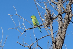 Psilopsiagon aurifrons