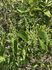 Dioscorea cotinifolia