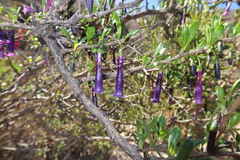 Dunalia spinosa