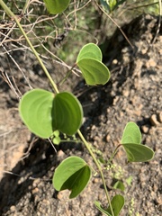 Dioscorea cotinifolia