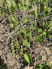 Dioscorea cotinifolia