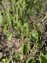 Dioscorea cotinifolia