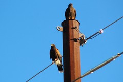 Parabuteo unicinctus