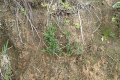 Muraltia serpylloides