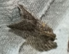 Acrobasis bithynella