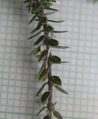 Muraltia serpylloides