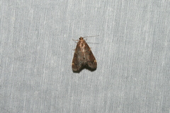 Hypsopygia intermedialis