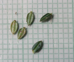 Muraltia serpylloides