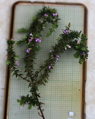 Muraltia serpylloides