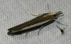 Agriphila latistria
