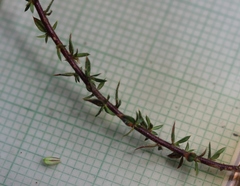 Muraltia serpylloides