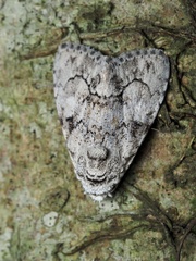 Barasa acronyctoides