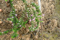 Muraltia serpylloides