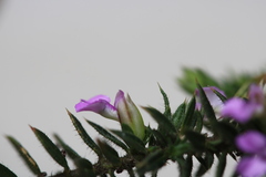 Muraltia serpylloides