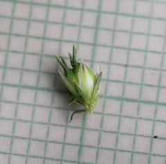 Muraltia serpylloides