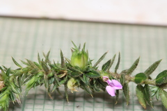 Muraltia serpylloides