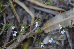 Stylidium repens