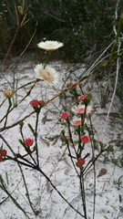 Actinodium cunninghamii