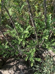 Zanthoxylum capense