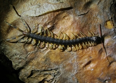 Scolopendra galapagoensis