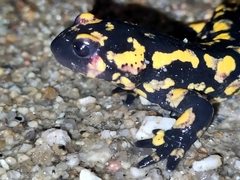 Salamandra salamandra