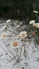 Actinodium cunninghamii