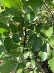 Zanthoxylum capense