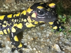 Salamandra salamandra
