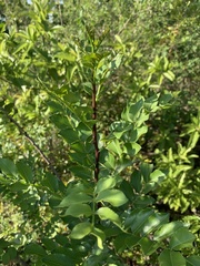Zanthoxylum capense