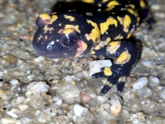Salamandra salamandra