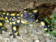 Salamandra salamandra