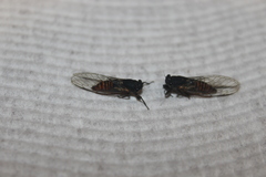 Plerapsalta multifascia