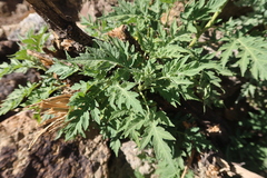 Ambrosia arborescens