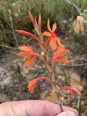 Watsonia stenosiphon