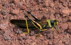 Schistocerca melanocera