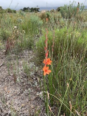 Watsonia stenosiphon