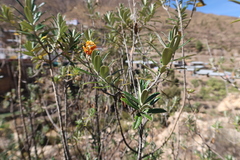 Buddleja coriacea