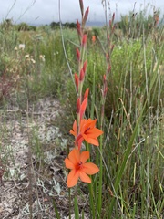 Watsonia stenosiphon