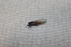 Plerapsalta multifascia