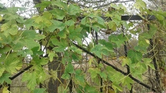Humulus lupulus