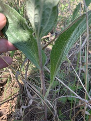 Helichrysum nudifolium oxyphyllum