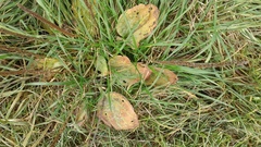 Plantago major