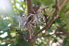 Tillandsia capillaris