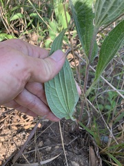 Helichrysum nudifolium oxyphyllum